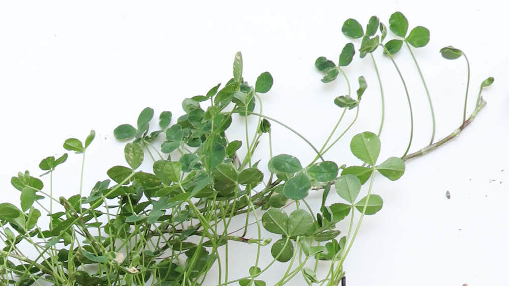 Bildet kan inneholde: planter, celler 